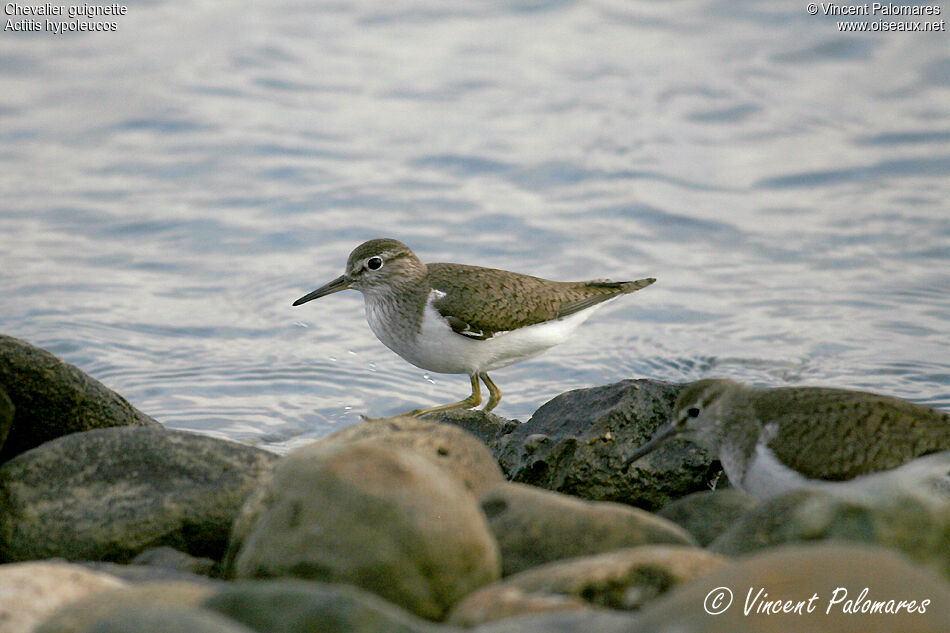 Common Sandpiper