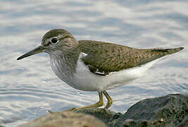 Common Sandpiper