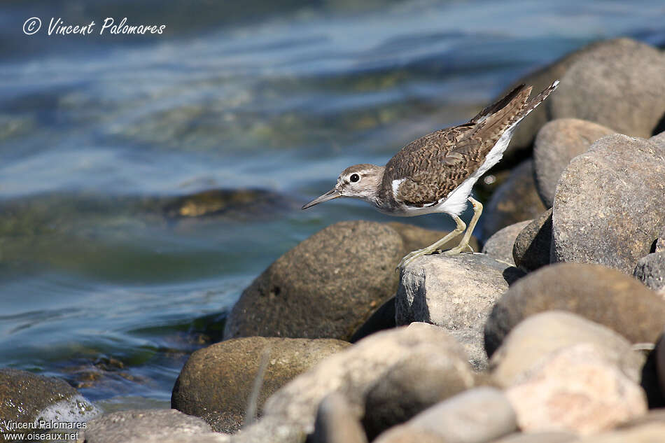 Chevalier guignettejuvénile, identification