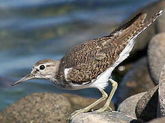 Common Sandpiper