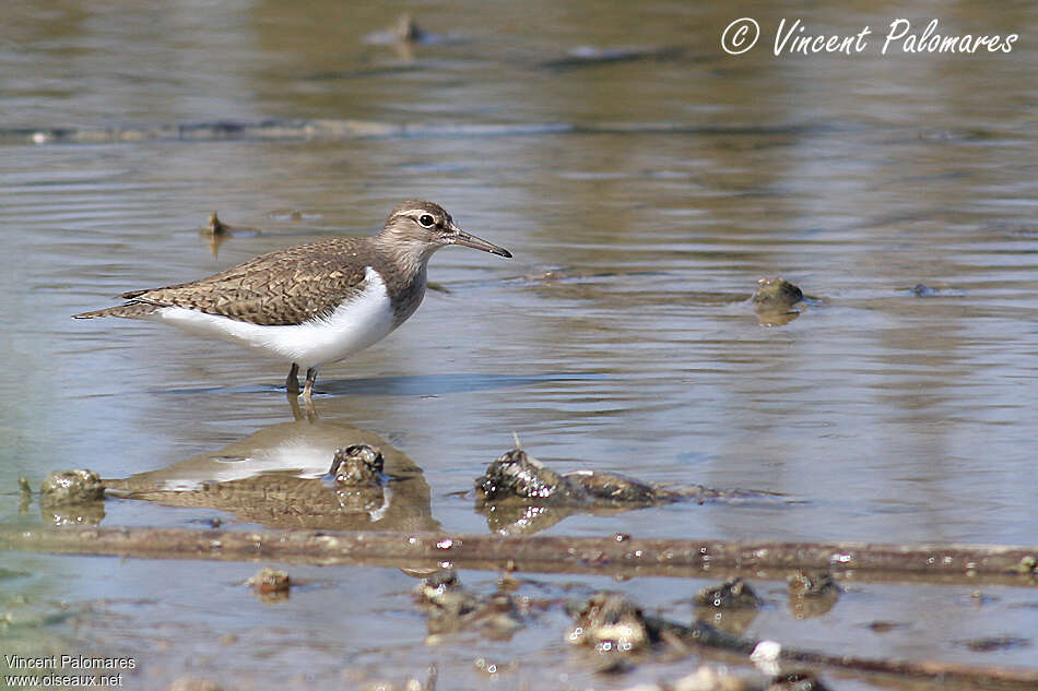 Chevalier guignetteadulte nuptial, identification