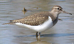 Common Sandpiper