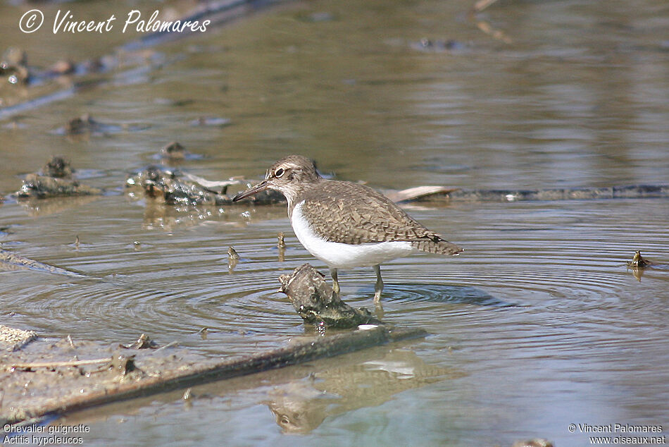 Common Sandpiper