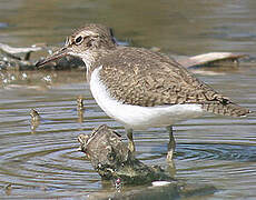 Common Sandpiper