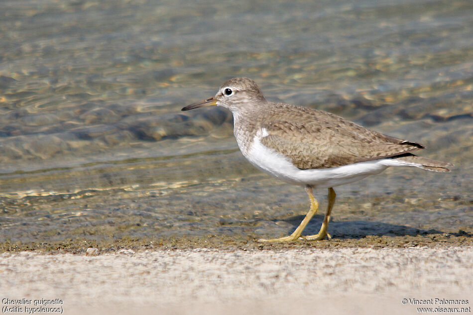 Common Sandpiper