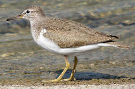 Common Sandpiper