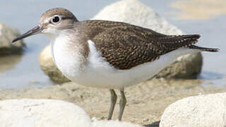 Common Sandpiper