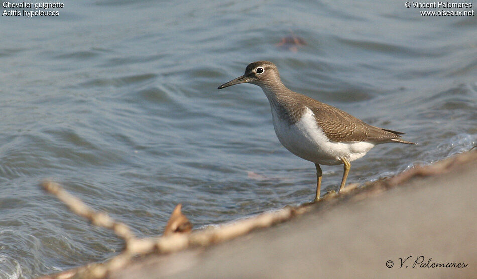 Common Sandpiper