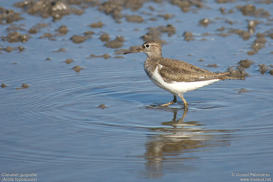 Common Sandpiper