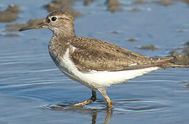 Common Sandpiper