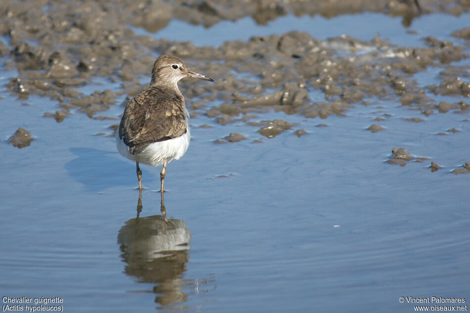 Common Sandpiper