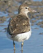 Common Sandpiper