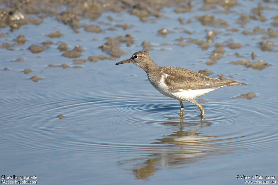 Common Sandpiper