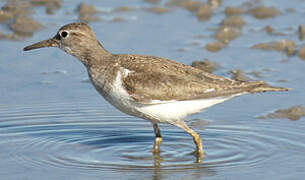 Common Sandpiper