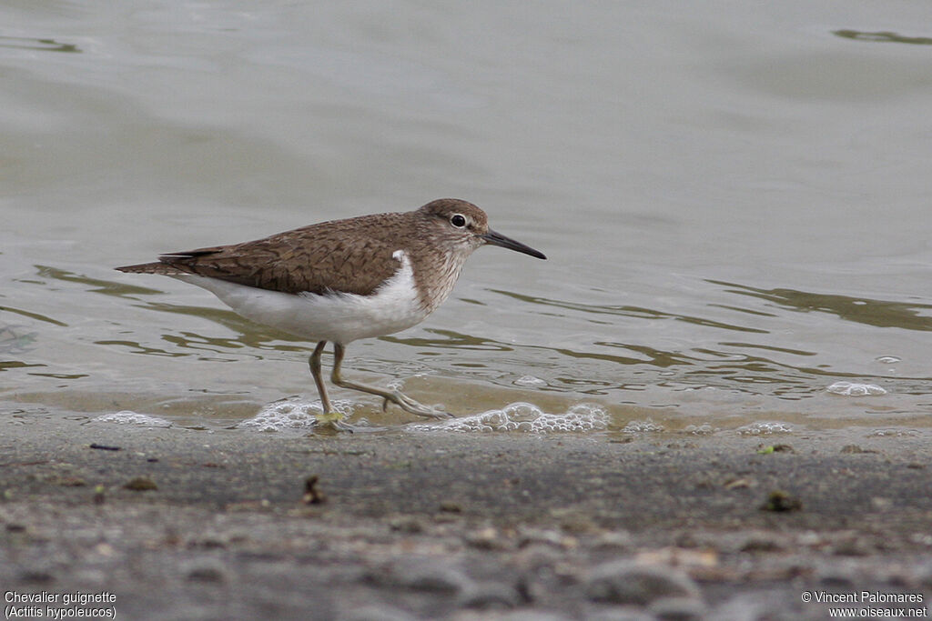 Common Sandpiper