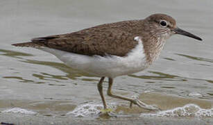 Common Sandpiper