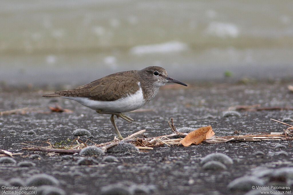 Common Sandpiper