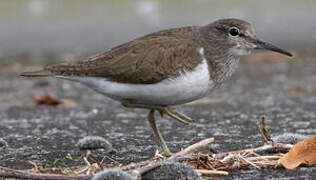 Common Sandpiper