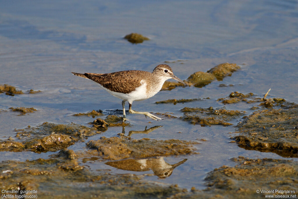 Common Sandpiper