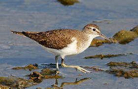 Common Sandpiper