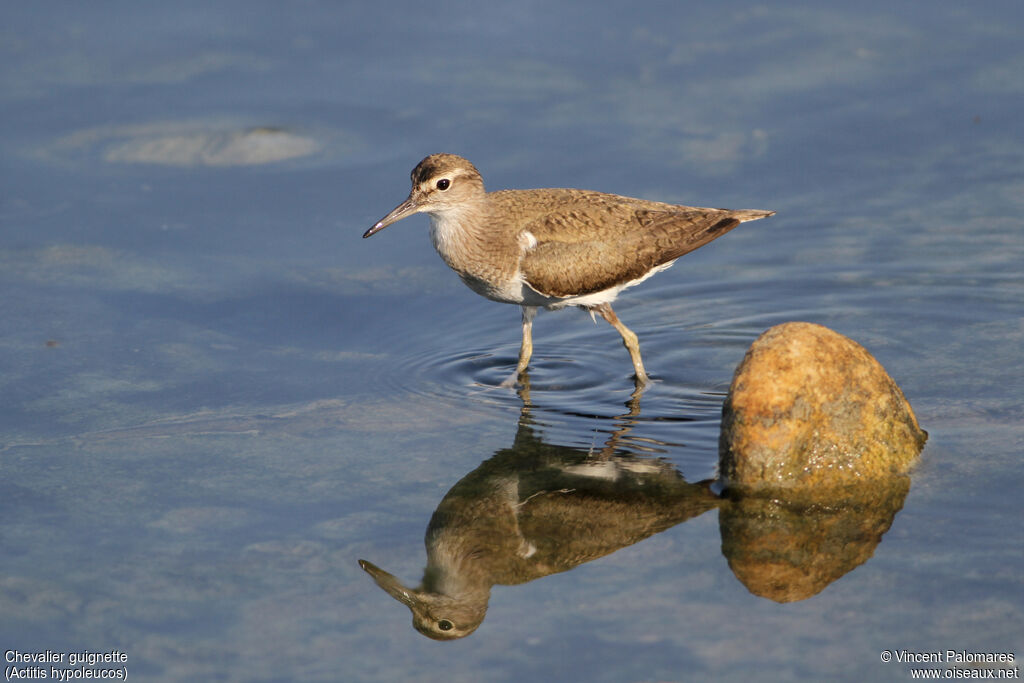 Common Sandpiper