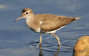 Common Sandpiper