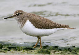 Common Sandpiper