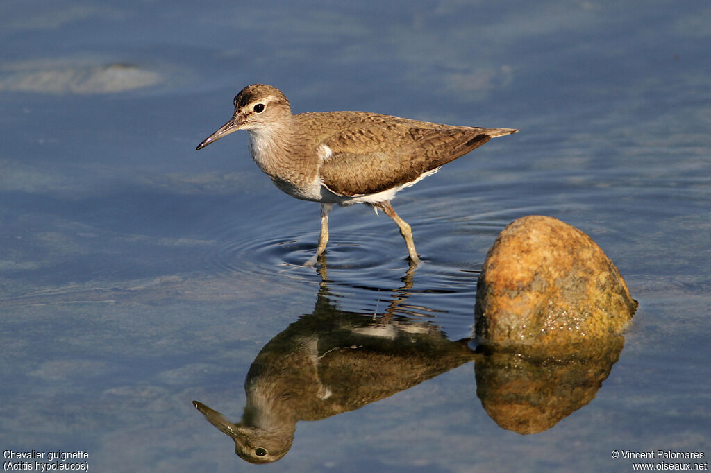 Common Sandpiper