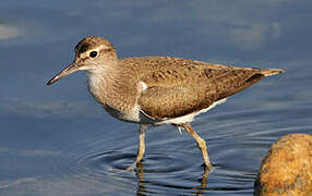 Common Sandpiper