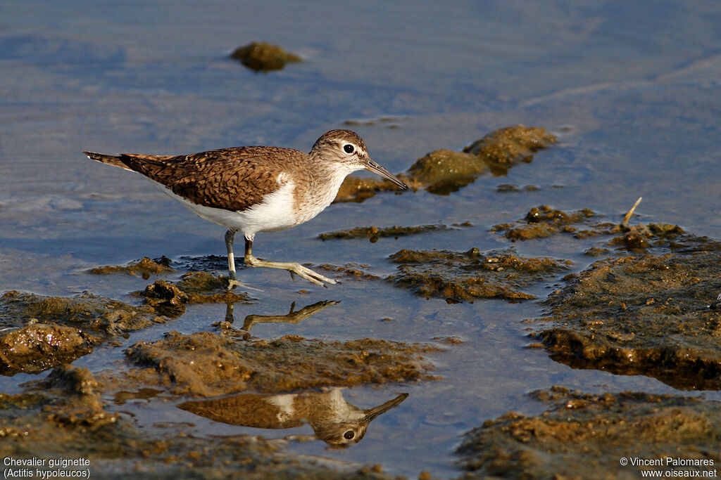 Common Sandpiper