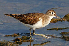 Common Sandpiper