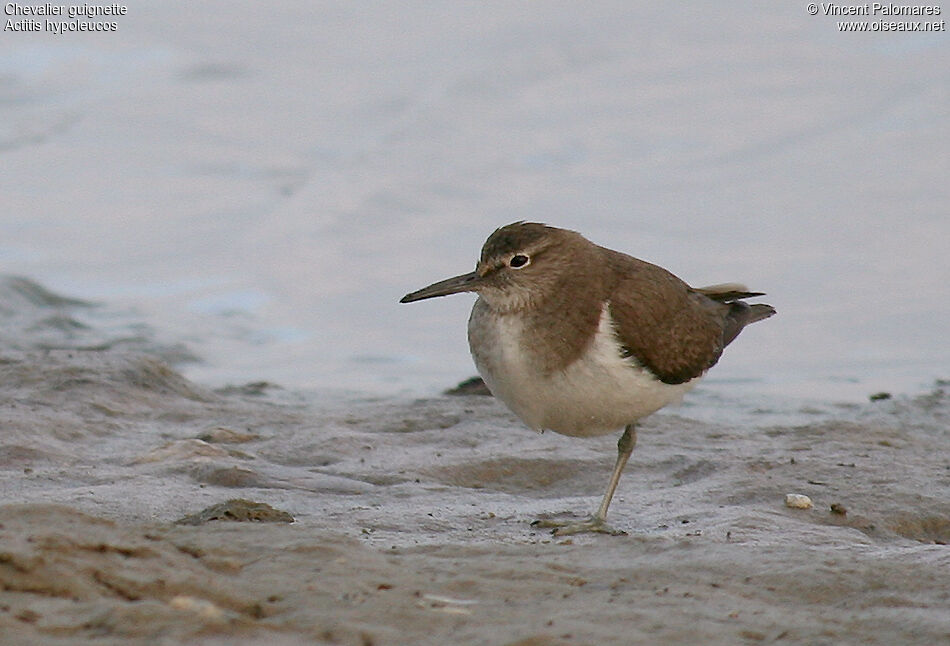 Common Sandpiper