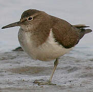 Common Sandpiper