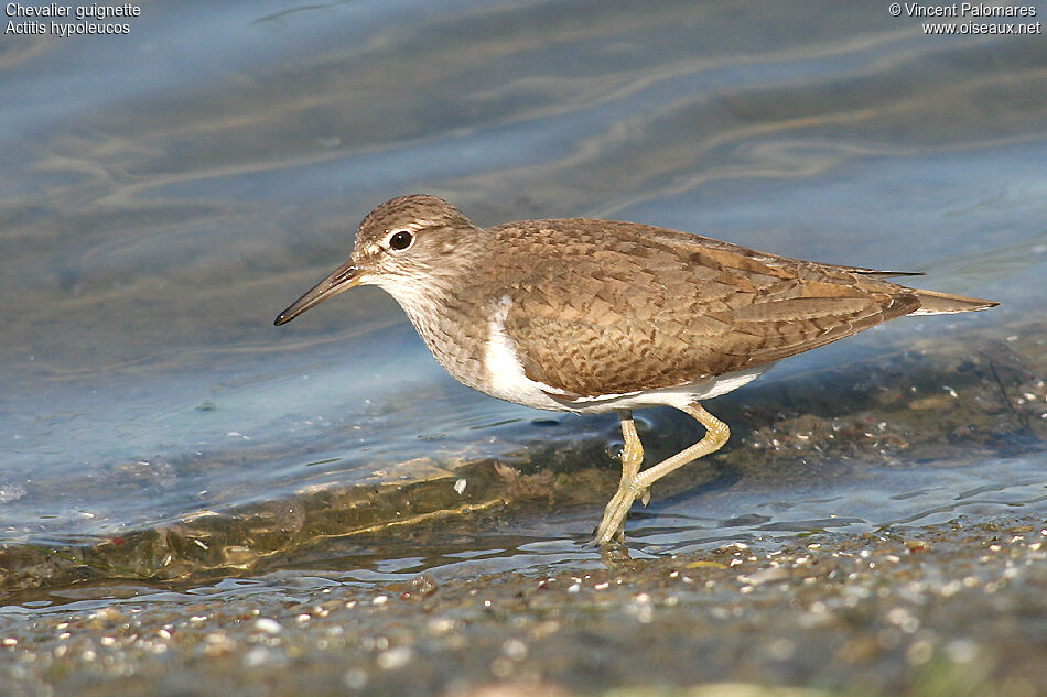 Common Sandpiper