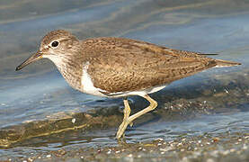 Common Sandpiper