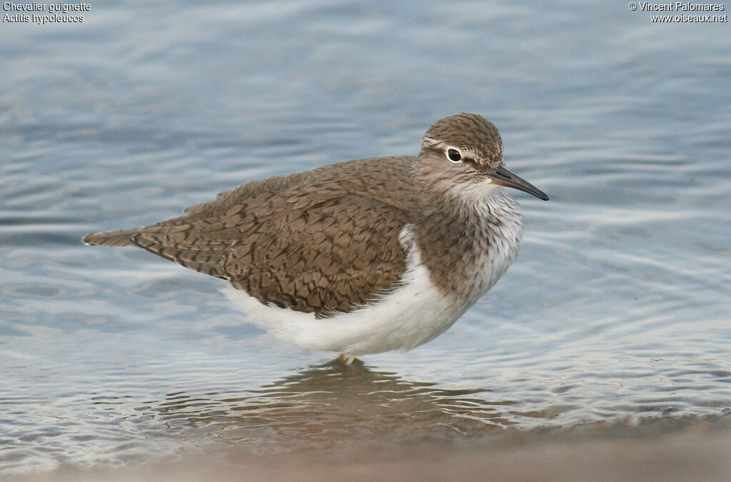 Common Sandpiper
