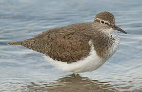 Common Sandpiper