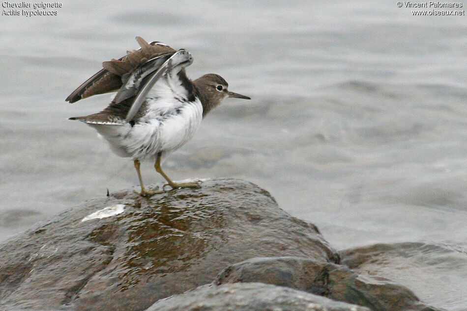 Common Sandpiper