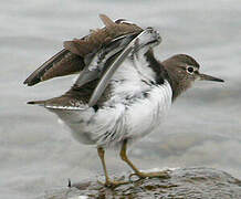 Common Sandpiper