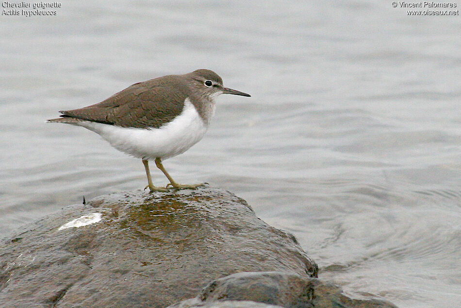 Common Sandpiper