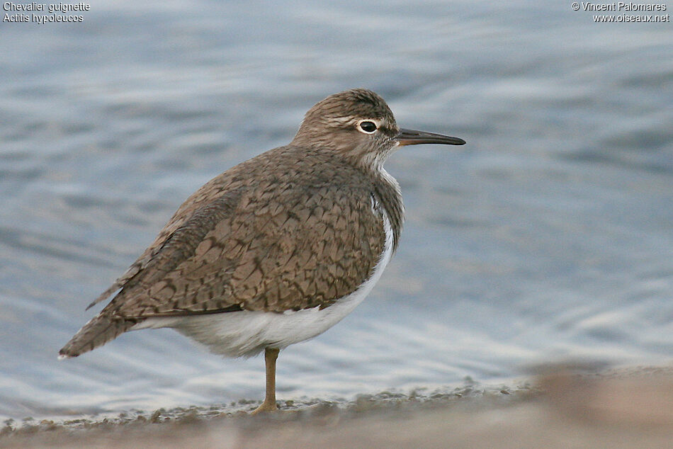 Common Sandpiper