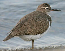 Common Sandpiper