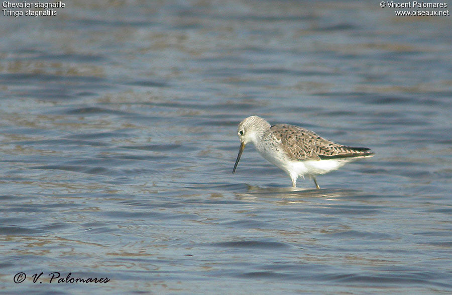 Marsh Sandpiper