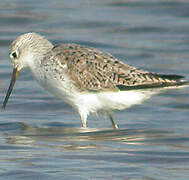 Marsh Sandpiper