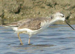 Marsh Sandpiper