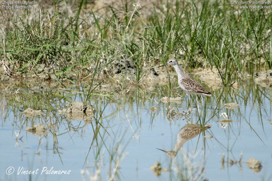 Marsh Sandpiperadult breeding