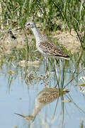 Marsh Sandpiper