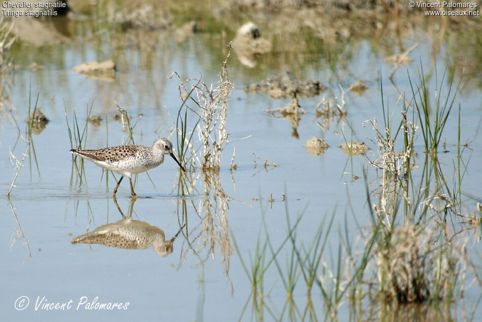 Marsh Sandpiperadult breeding