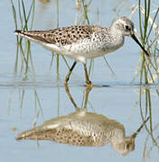 Marsh Sandpiper