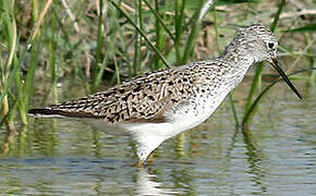 Marsh Sandpiper